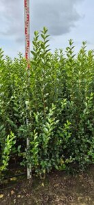 Ligustrum ovalifolium - afbeelding 13