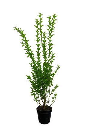 Ligustrum ovalifolium - afbeelding 3
