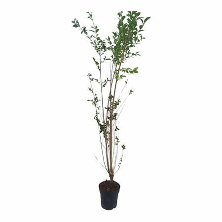 Ligustrum ovalifolium 125/150 KL. - afbeelding 7