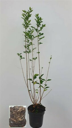 Ligustrum ovalifolium 125/150 KL. - afbeelding 11