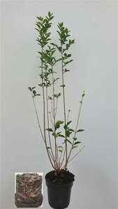 Ligustrum ovalifolium 125/150 KL. - afbeelding 11