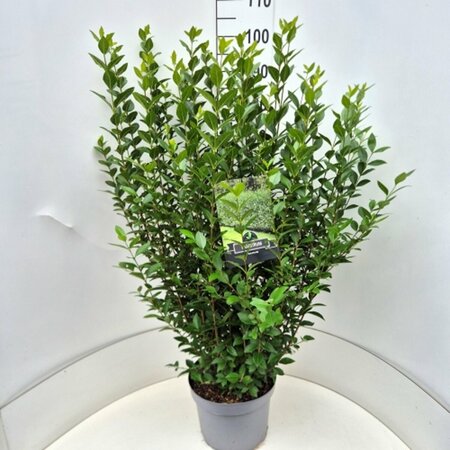 Ligustrum ovalifolium - afbeelding 18