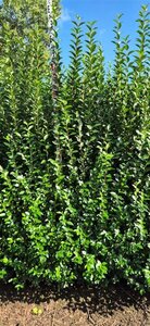 Ligustrum ovalifolium - afbeelding 22