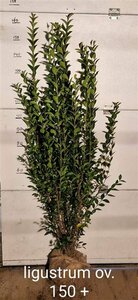 Ligustrum ovalifolium 125/150 KL. - afbeelding 5