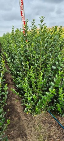 Ligustrum ovalifolium - afbeelding 15