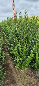 Ligustrum ovalifolium - afbeelding 15