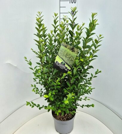 Ligustrum ovalifolium 125/150 KL. - afbeelding 3