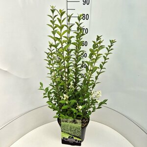 Ligustrum ovalifolium 125/150 KL. - afbeelding 2