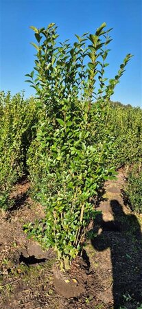 Ligustrum ovalifolium - afbeelding 8