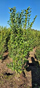 Ligustrum ovalifolium - afbeelding 8