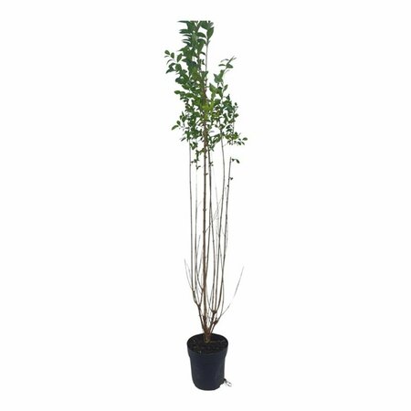 Ligustrum ovalifolium 125/150 KL. - afbeelding 8