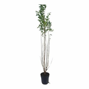Ligustrum ovalifolium 125/150 KL. - afbeelding 8