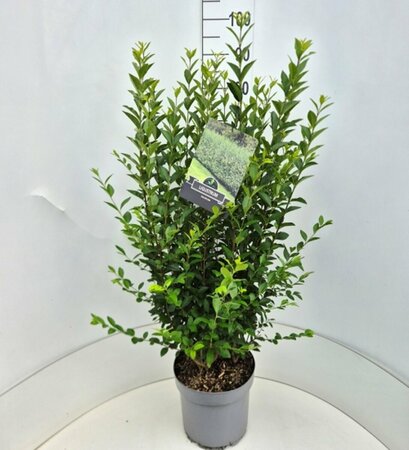 Ligustrum ovalifolium 125/150 KL. - afbeelding 15