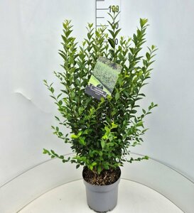 Ligustrum ovalifolium 125/150 KL. - afbeelding 15
