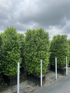Ligustrum ovalifolium 125/150 KL. - afbeelding 4