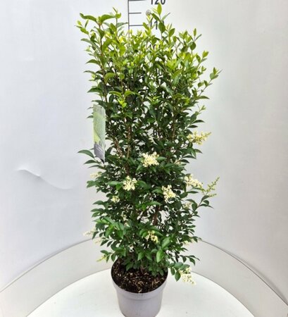 Ligustrum ovalifolium - afbeelding 19
