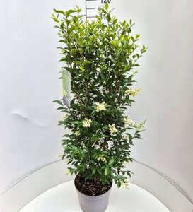 Ligustrum ovalifolium - afbeelding 19