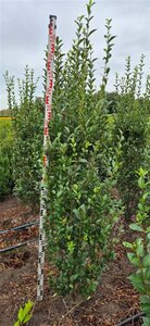 Ligustrum ovalifolium - afbeelding 9