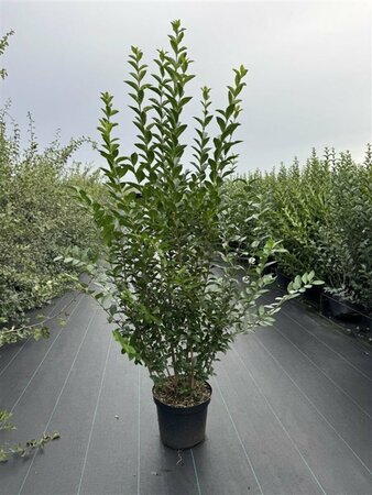 Ligustrum ovalifolium - afbeelding 22