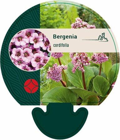 Bergenia cordifolia P9 - afbeelding 3