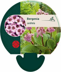 Bergenia cordifolia P9 - afbeelding 3