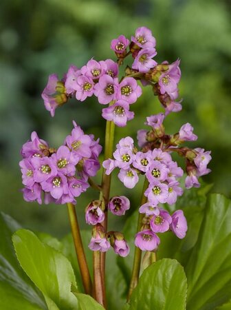Bergenia cordifolia P9 - afbeelding 4