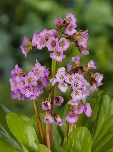 Bergenia cordifolia P9 - afbeelding 4