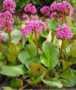 Bergenia cordifolia P9 - afbeelding 5