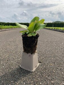 Bergenia cordifolia P9 - afbeelding 2