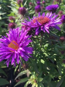 Aster novae-angliae 'Purple Dome' P9 - afbeelding 9