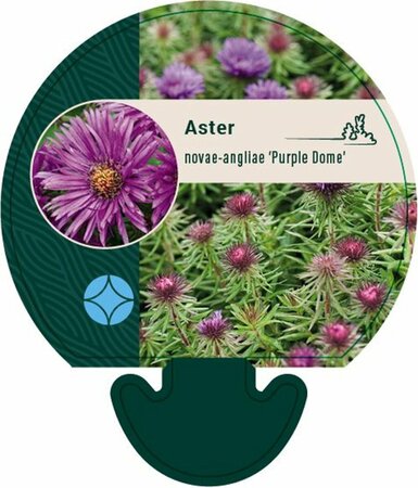 Aster novae-angliae 'Purple Dome' P9 - afbeelding 5