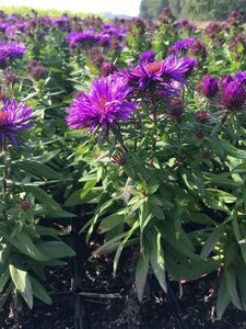 Aster novae-angliae 'Purple Dome' P9 - afbeelding 8