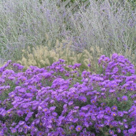 Aster novae-angliae 'Purple Dome' P9 - afbeelding 6