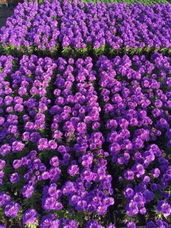 Aster novae-angliae 'Purple Dome' P9 - afbeelding 7