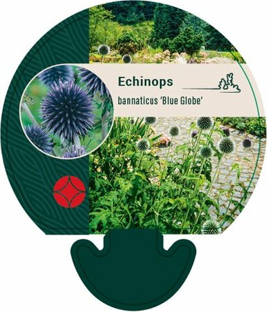 Echinops bannaticus 'Blue Globe' P9 - afbeelding 3