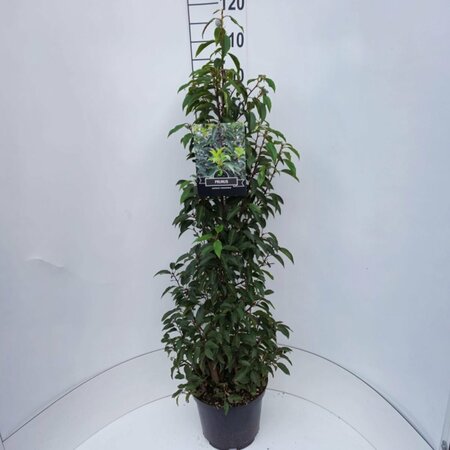 Prunus lusitanica 'Angustifolia' 60/80 KL. - afbeelding 2
