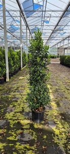 Prunus lusitanica 'Angustifolia' 60/80 KL. - afbeelding 5