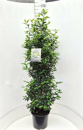 Prunus lusitanica 'Angustifolia' 60/80 KL. - afbeelding 4