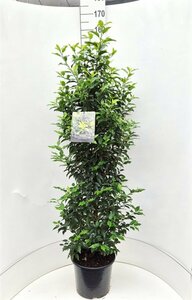 Prunus lusitanica 'Angustifolia' 60/80 KL. - afbeelding 4