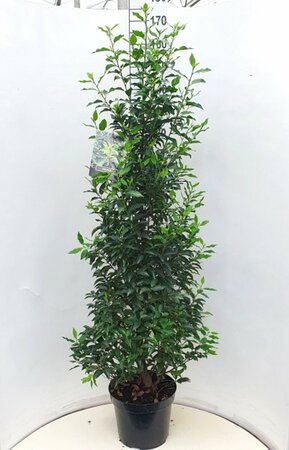 Prunus lusitanica 'Angustifolia' 60/80 KL. - afbeelding 6