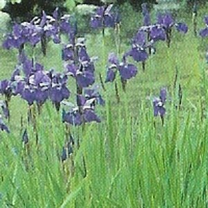 Iris sibirica P9