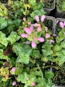 Lamium maculatum 'Shell Pink' P9 - afbeelding 5