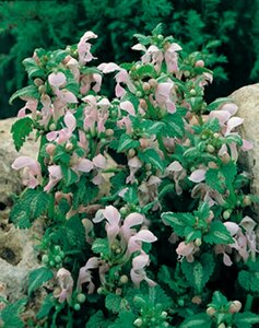 Lamium maculatum 'Shell Pink' P9 - afbeelding 3