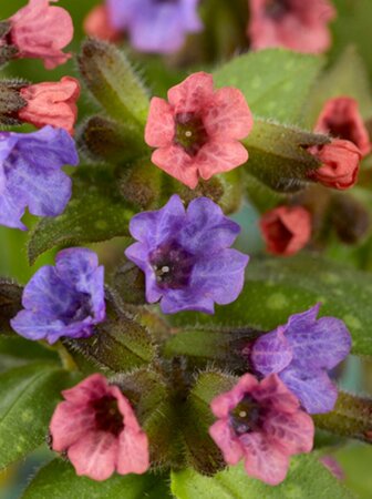 Pulmonaria saccharata 'Mrs Moon' P9 - afbeelding 2