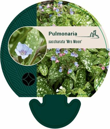 Pulmonaria saccharata 'Mrs Moon' P9 - afbeelding 1