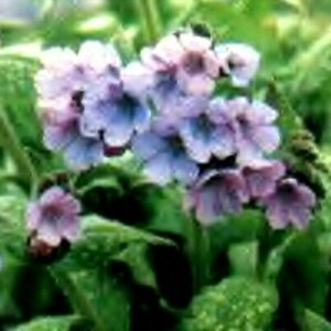 Pulmonaria saccharata 'Mrs Moon' P9 - afbeelding 3