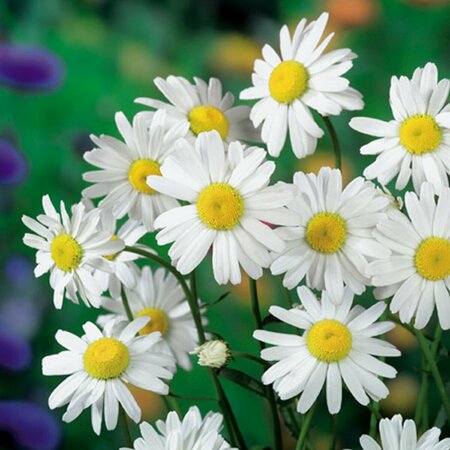 Leucanthemum superbum 'Alaska' P9 - afbeelding 1