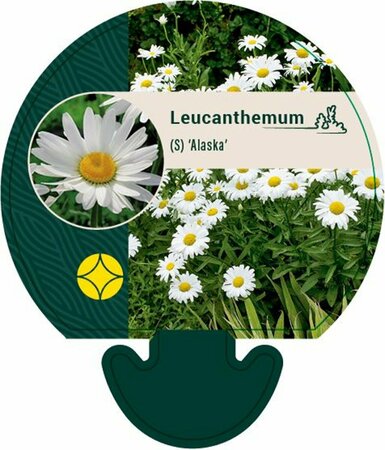Leucanthemum superbum 'Alaska' P9 - afbeelding 3
