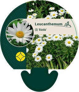 Leucanthemum superbum 'Alaska' P9 - afbeelding 3