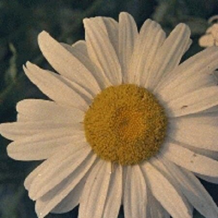 Leucanthemum superbum 'Alaska' P9 - afbeelding 2
